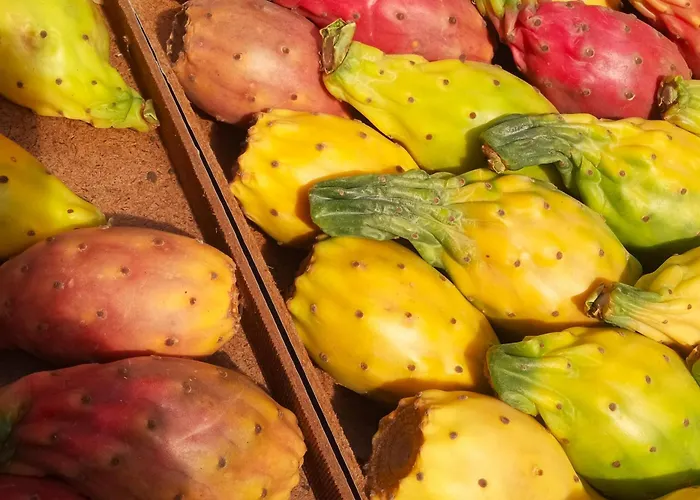 Fikus Relax Castello Ursino Catánia